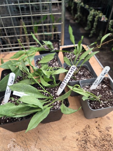 Hoya nicholsonaie new guinae - hoya,