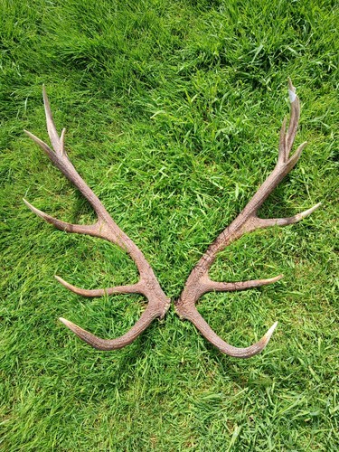 Red deer antlers - red,