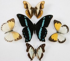 Real Butterfly specimens X5