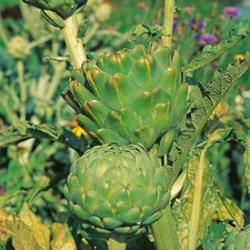 Globe Artichoke Plants