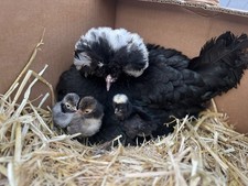 Polish hatching eggs 1 - hatching, 6+1