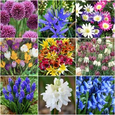 SPRING FLOWERING GARDEN FLOWERS BULBS/CORMS ROCKERY BEDDING PERENNIAL PLANT NOW 