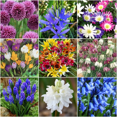 Spring flowering garden - flowering,