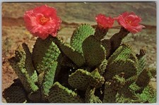 Vtg Postcard Mesa Verde Beaver