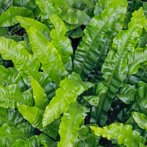 Asplenium scolopendrium harts - scolopendrium,