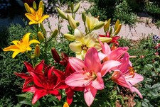 Mixed Lily Bulbs Lilium