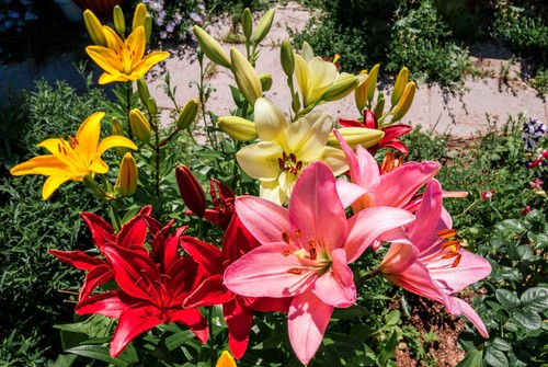 Mixed lily bulbs - mixed,