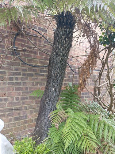 Dicksonia antarctica tree fern - dicksonia,