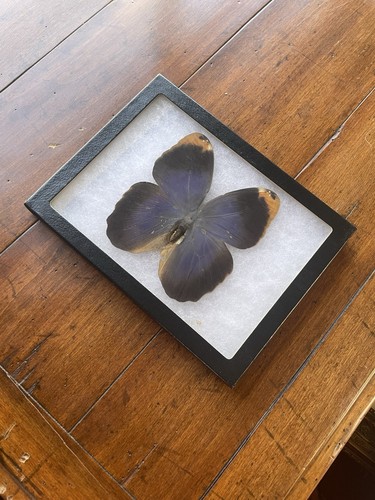 Calico beltrao purple owl - purple,