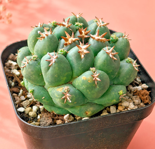 Rare coryphantha elephantidens - rare,