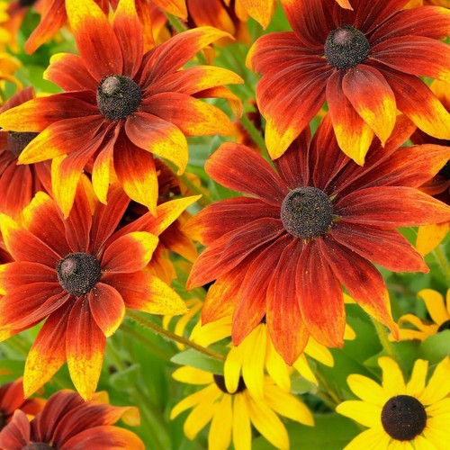 Coneflower rudbeckia hirta - rudbeckia,
