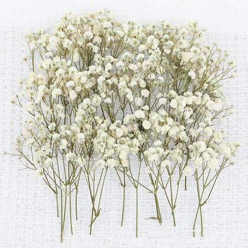 Dried gypsophila stems - stems, –