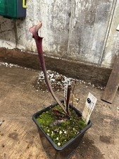 Sarracenia HC211 S. X Moorei