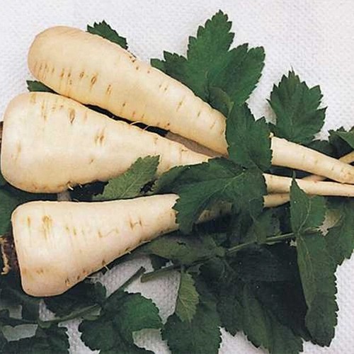 Parsnip seeds white gem - parsnip,