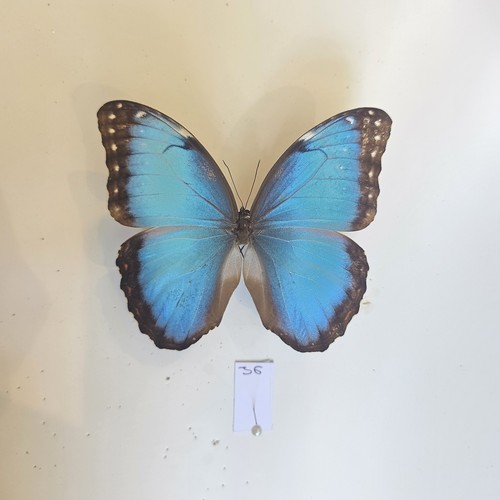 Morpho peleides insect - peleides,
