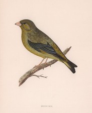 Greenfinch morris british - morris's,