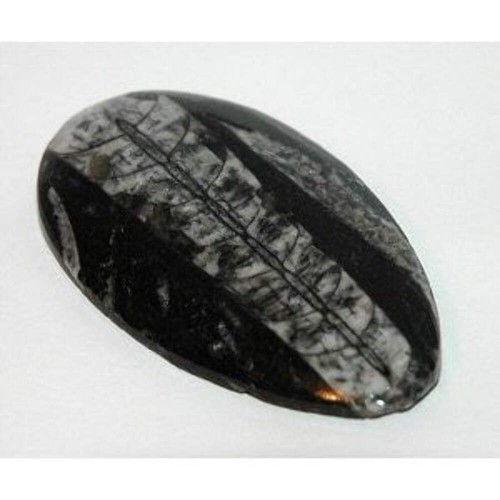 Orthoceras fossil grounding - orthoceras, |