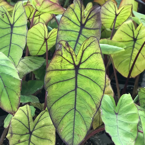 Colocasia blue hawaii exotic - blue,
