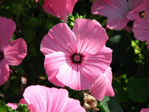 English country garden - english, garden-