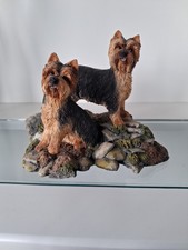 Yorkshire Terrier Pair