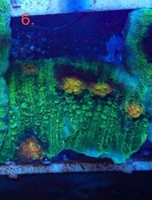 WYSIWYG Raja Rampage Chalice LPS coral marine frag Salt not SPS Zoa carbon 6