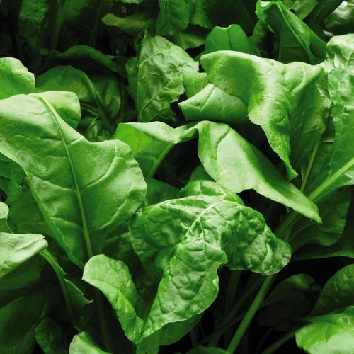 Spinach perpetual garden - t&m,