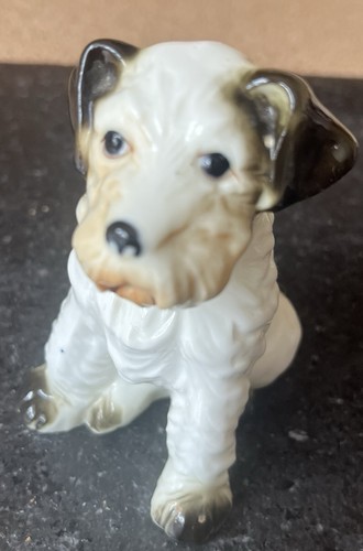 Wire fox terrier - wire, dog