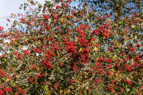 Washington hawthorn - washington,
