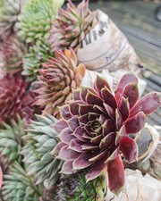 5 x  Fully Grown Sempervivum  Ready To Plant winter hardy 