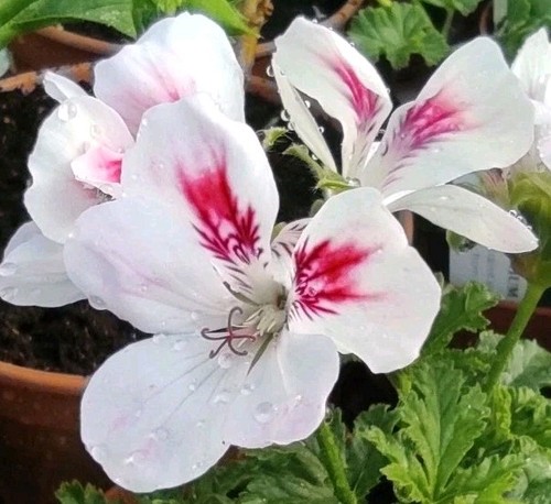 Pelargonium apricot glace - pelargonium, 'apricot