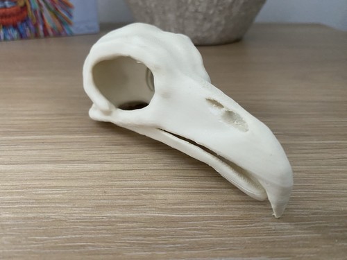 Replica vulture skull - vulture,