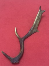 FALLOW DEER ANTLER 268g.   approx. 44cm.