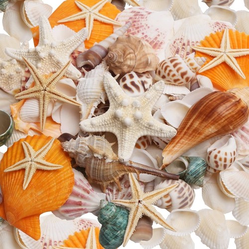 Skoolove natural sea shells - natural,