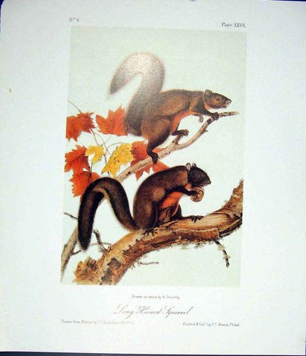 Original old antique print - old,