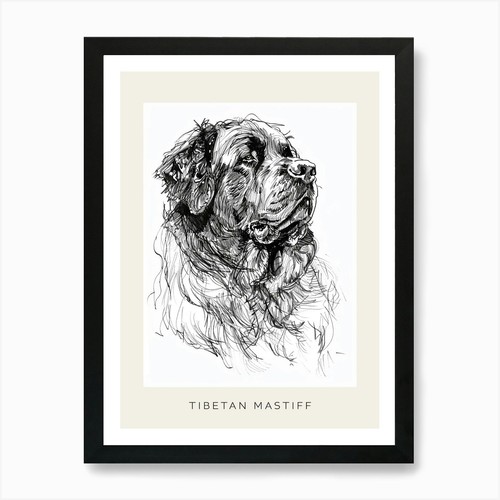 Tibetan mastiff dog line - mastiff,