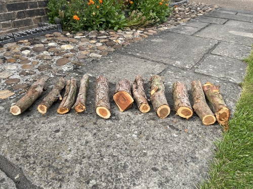 Yew wood logs for - ,