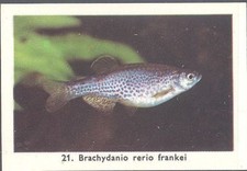 Rizla (NL) - Exotic Aquarium Fish, Series 1 - 21 - Zebra Danio