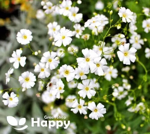 Baby breath white - white,