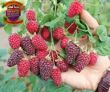 Rubus Tayberry Plant in 9Cm
