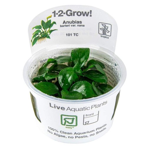 Tropica anubias barteri nana - tropica,