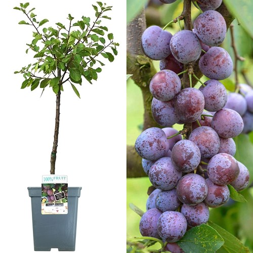 Patio fruit tree collection - fruit,