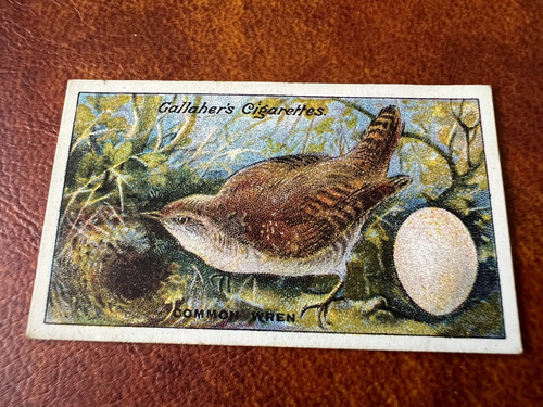 Gallaher birds nests - birds, eggs