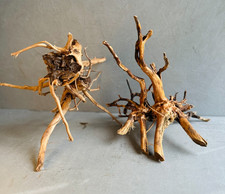 AZALEA ROOTS M | Terrarium