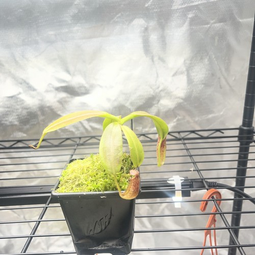 Nepenthes eymae seed grown - nepenthes,