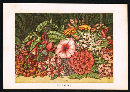 Antique botanical print - botanical,