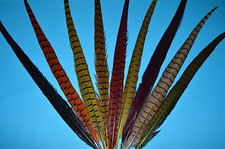 Dyed cock pheasant centre - ,