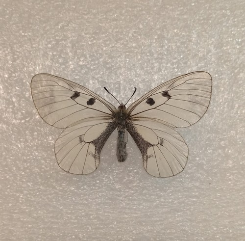 Clouded apollo butterfly - apollo,