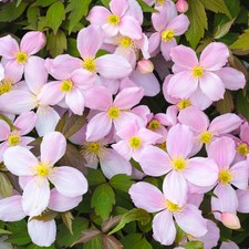 Clematis Montana Rubens Pink
