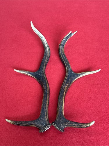 Pair red deer - red, antlers