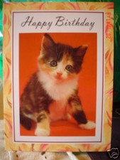 Lovely Kitten Birthday Card